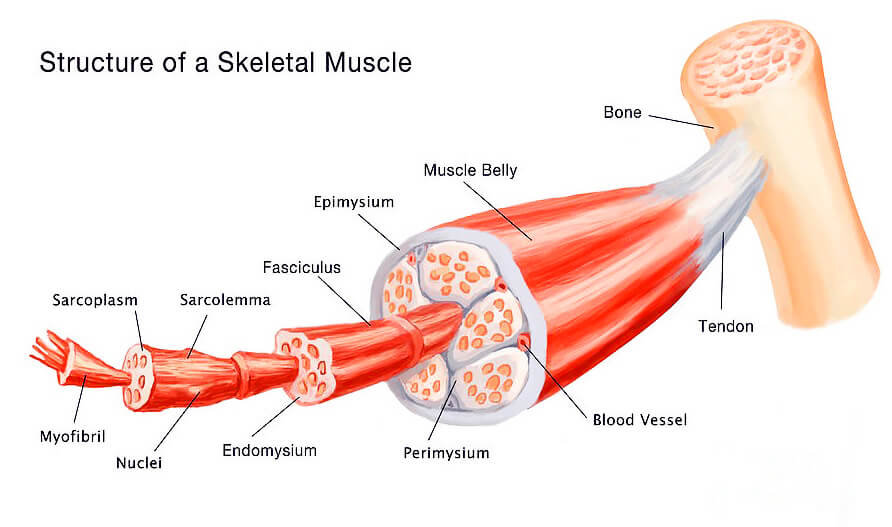 فوائد العضلات  - أنواع العضلات الهيكلية