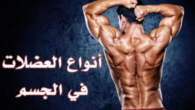 أنواع العضلات