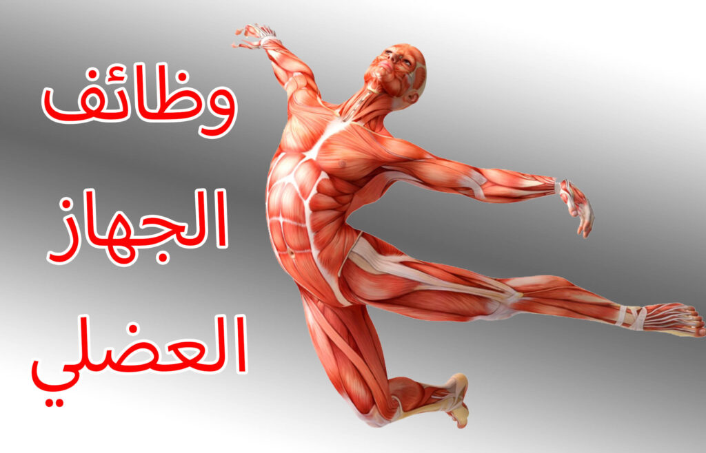 أهم 9 وظائف العضلات في الجسم