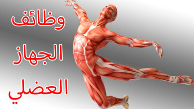 أهم 9 وظائف العضلات في الجسم