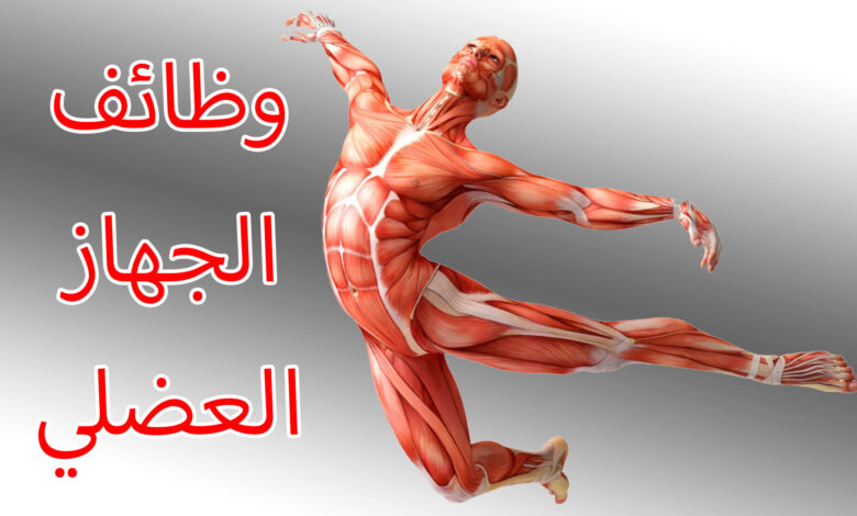 أهم 9 وظائف العضلات في الجسم