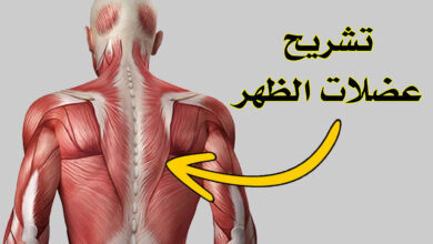 تشريح عضلات الظهر، فهم الألياف العضلية الظهرية بالتفصيل