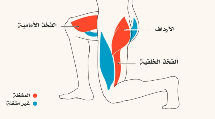رسم توضيحي للعضلات التي يستهدفها تمرين الطعنات