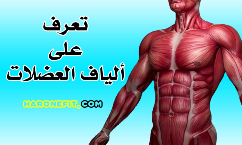 معلومات مهمة عن ألياف العضلات في جسمك