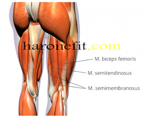 تشريح عضلات الارجل الخلفية haronefit