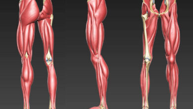 تشريح عضلات الارجل | الوظائف والألياف مع أفضل التمارين للضخامة العضلية haronefit