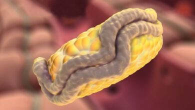 كل يجب أن تعرفه عن الكولسترول الضار haronefit