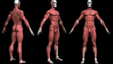 ما الفرق بين ألياف العضلات السريعة والبطيئة النتوء haronefit