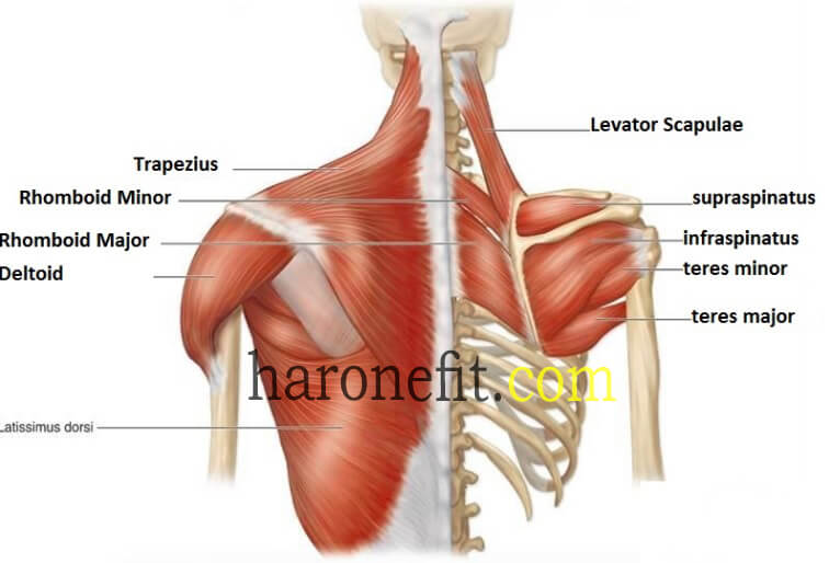 تشريح عضلات الكتف  haronefit