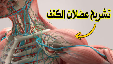 تشريح عضلات الكتف | الوظائف والألياف مع أفضل التمارين للضخامة والتكوير haronefit