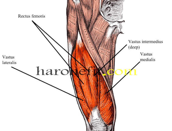 تشريح عضلات الفخذ الأمامية haronefit هارون فيت