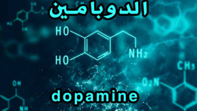 ما هو الدوبامين؟ مميزاته، فوائده، وكيف يُمكن زيادته؟ haronefit هارون فيت
