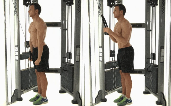تشريح عضلات الذراع: تمرين Triceps Pushdown 
