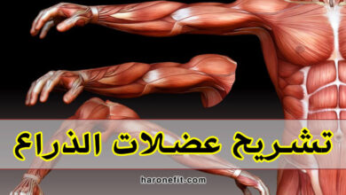 تشريح عضلات الذراع الوظائف والألياف مع أفضل التمارين للضخامة haronefit