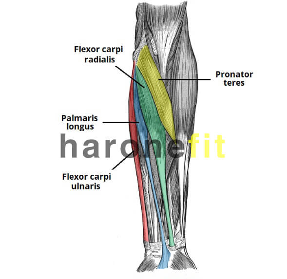 تشريح عضلات الذراع: الذراع السفلي الأمامي haronefit