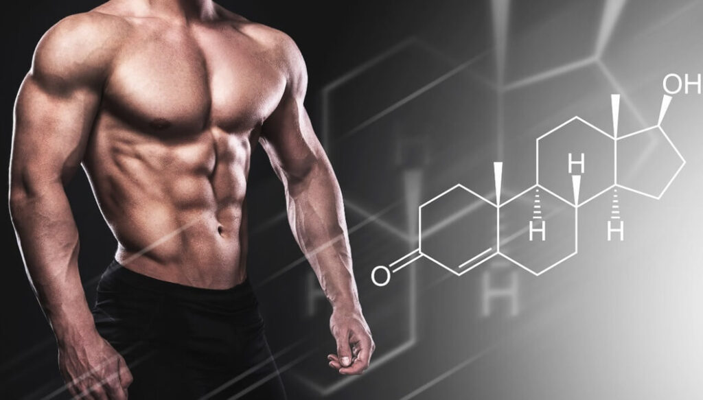 البناء العضلي و الهدم العضلي: العملية الابتنائية haronefit