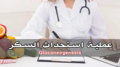 ما هو استحداث السكر (Gluconeogenesis) وكيف يحدث في الجسم؟ haronefit