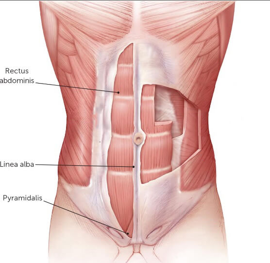  تشريح عضلات البطن: العضلات العمودية