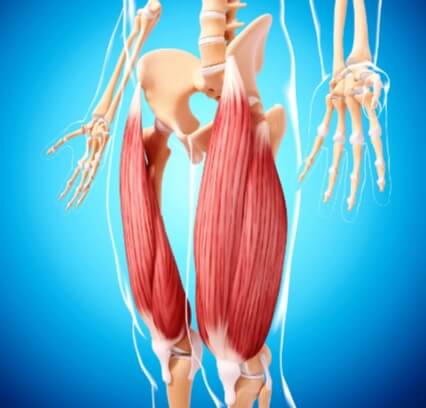 تشريح عضلات البطن: Hip Flexors