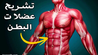 تشريح عضلات البطن | الوظائف والألياف مع أفضل التمارين للتقسيم والبروز haronefit