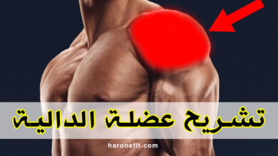 تشريح عضلة الدالية | الوظائف والألياف مع أفضل التمارين للضخامة والتكوير haronefit