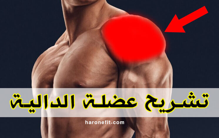 تشريح عضلة الدالية | الوظائف والألياف مع أفضل التمارين للضخامة والتكوير haronefit