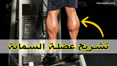 تشريح عضلة السمانة | فهم الوظائف والألياف العضلية لتجنب الإصابات haronefit