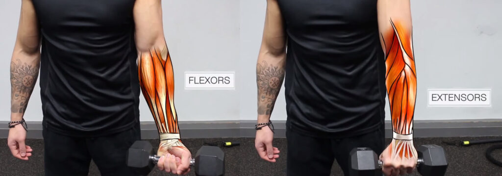 كيف تعمل عضلات الساعد؟