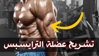 تشريح عضلة الترايسبس (العضلة ثلاثية الرؤوس) الوظائف والألياف haronefit
