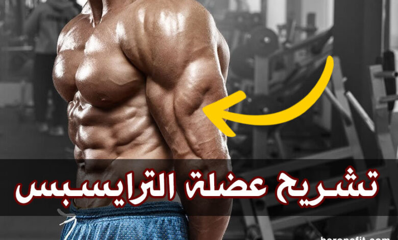 تشريح عضلة الترايسبس (العضلة ثلاثية الرؤوس) الوظائف والألياف haronefit