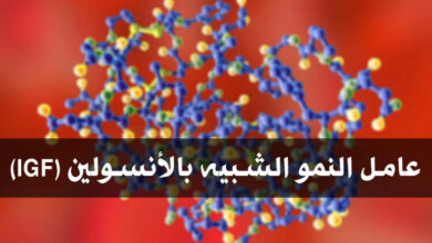 ما هو عامل النمو الشبيه بالأنسولين (IGF) وتأثيراته على الجسم haronefit