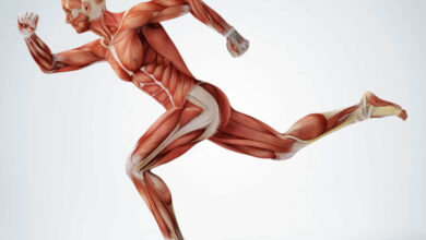 العضلات الإرادية | الوظائف، الآليات وكيفية العمل؟ haronefit