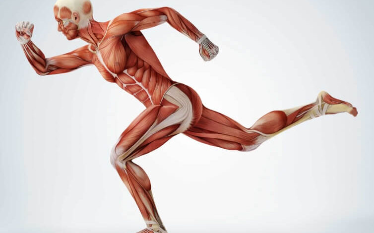 العضلات الإرادية | الوظائف، الآليات وكيفية العمل؟ haronefit