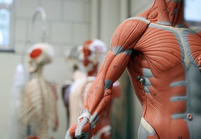 اين توجد العضلات الارادية في جسم الانسان ؟