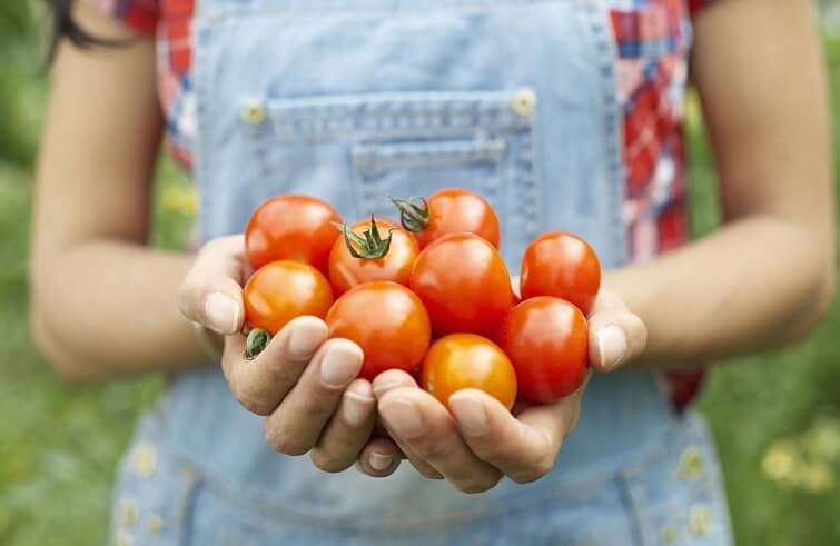 القيمة الغذائية للطماطم: الفوائد الصحية