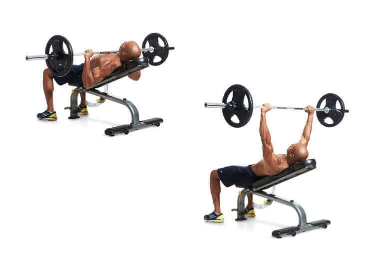 تشريح عضلات الصدر: تمرين Incline barbell bench press