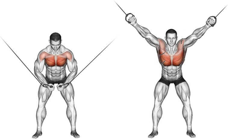 تشريح عضلات الصدر: تمرين Cable cross-over
