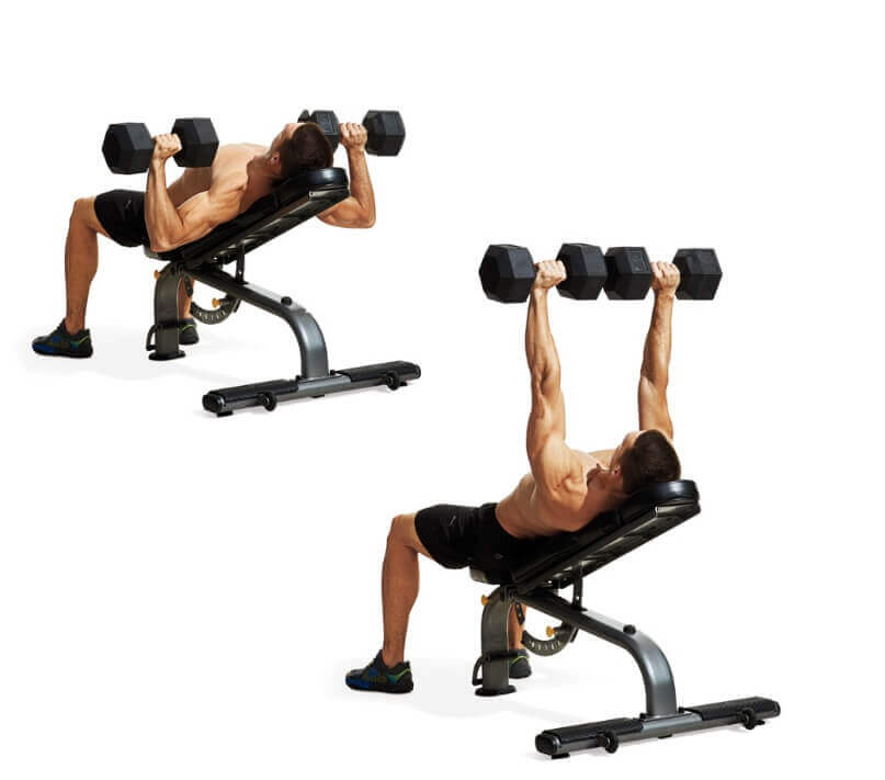 تشريح عضلات الصدر: تمرين Incline dumbbell bench press