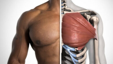 تشريح عضلات الصدر | الوظائف والألياف مع أفضل التمارين للتقوية والضّخامة haronefit.com