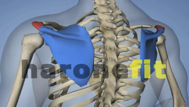 تشريح لوح الكتف | الألياف، الوظائف، الإصابات مع أفضل حركات التقوية haronefit