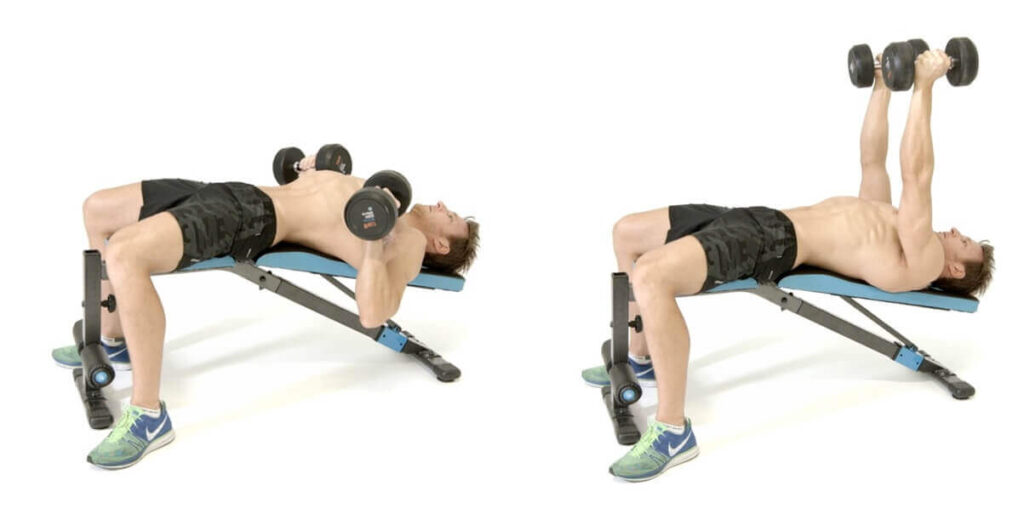 تشريح عضلات الصدر: تمرين Decline dumbbell bench press