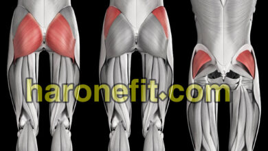 تشريح عضلة الأرداف | الوظائف والألياف مع أفضل التمارين للتقوية والتكوير haronefit