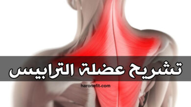 تشريح عضلة الترابيس (الشبه المنحرفة) Trapezius الوظائف والألياف العضلية