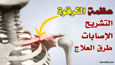 تشريح عظمة الترقوة | الوظائف، الإصابات الشائعة، مع كيفية العلاج haronefit
