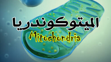 ما هي الميتوكوندريا ؟ ماذا يحدث للجسم اذا توقفت؟