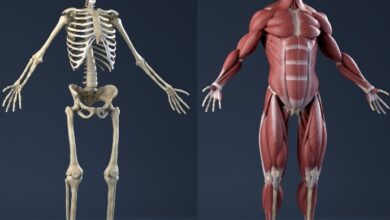 عضلات الجسم التي تجعلك تبدو رياضيا