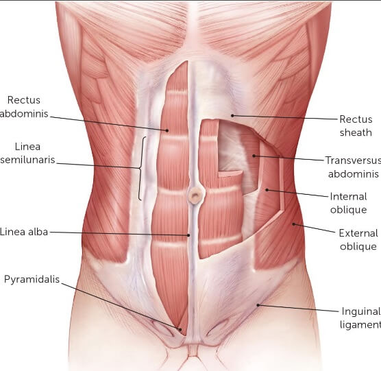 عضلات الجسم: عضلات البطن
