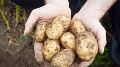 السعرات الحرارية للبطاطس (البروتينات، الكربوهيدرات، الدهون الصحية)