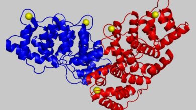 الفرق بين البروتينات والبروتيدات